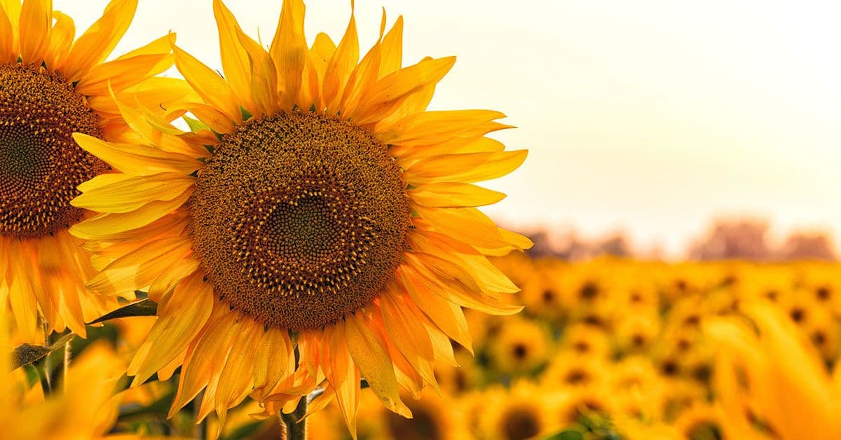 Two sunflowers in a field.