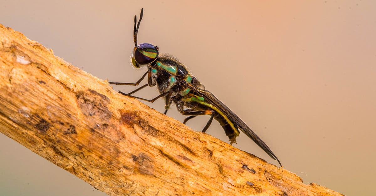 An adult black soldier fly perched on a tree branch.