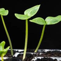 Young seedlings growing in a pot on a black background.