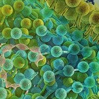 An image of a cell with green and blue cells.