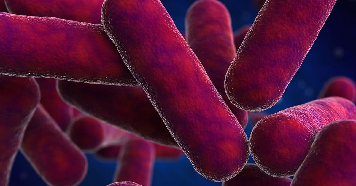An image depicting a close-up view of rod-shaped bacteria, displayed in vibrant red and purple hues, against a dark, blurred background.