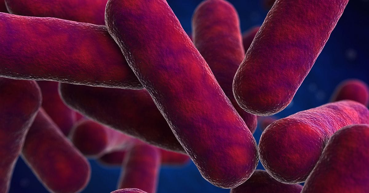 An image depicting a close-up view of rod-shaped bacteria, displayed in vibrant red and purple hues, against a dark, blurred background.