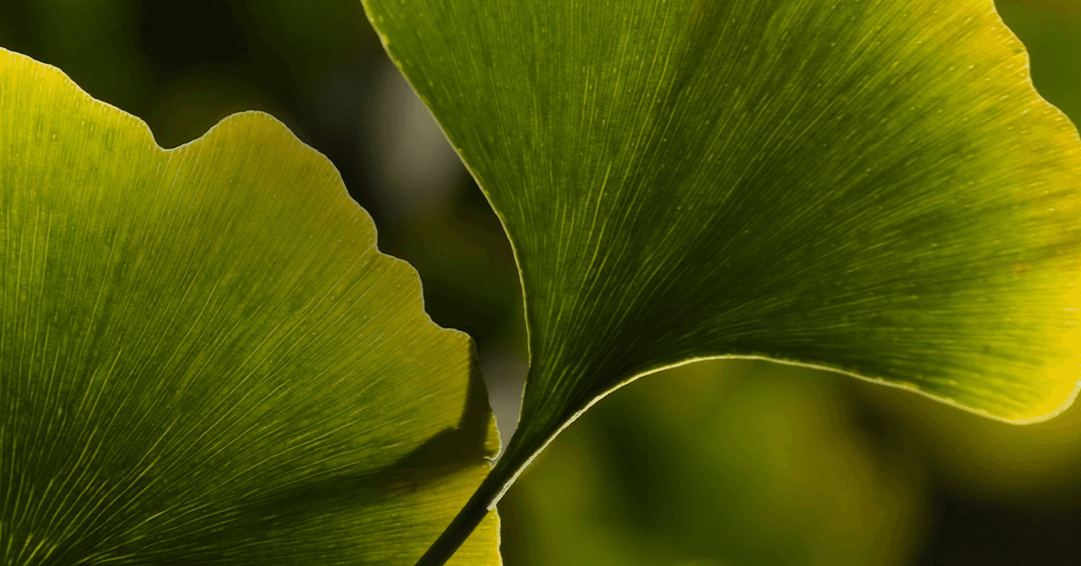 green gingko leaves