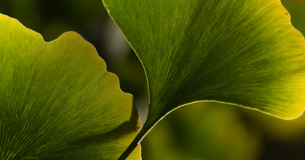 green gingko leaves