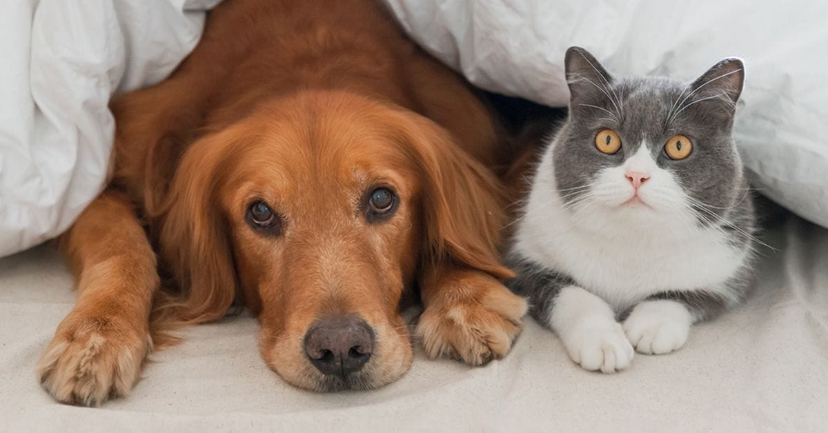 A dog and cat resting together under a blanket, representing companion animals in a home setting.