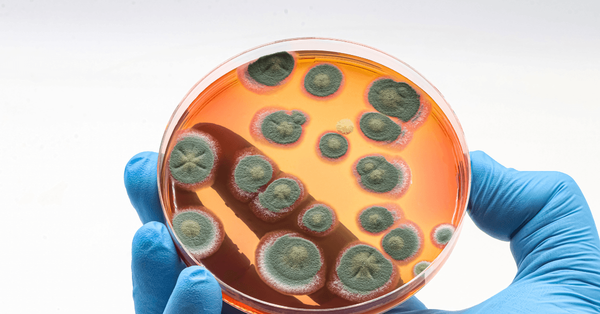 A gloved hand holding a petri dish filled with orange agar, displaying multiple circular green mold colonies of varying sizes across the surface.