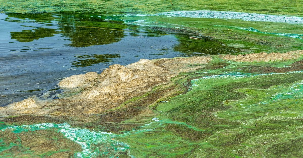 A Harmful algal bloom across the top of a freshwater lake.