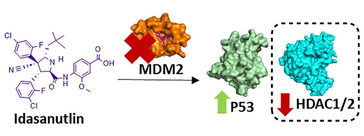 Mdm2 and psac2 are shown in a diagram.