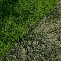 An aerial view of a tree with roots in the ground.
