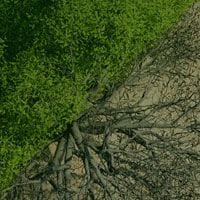An aerial view of a tree with roots in the ground.