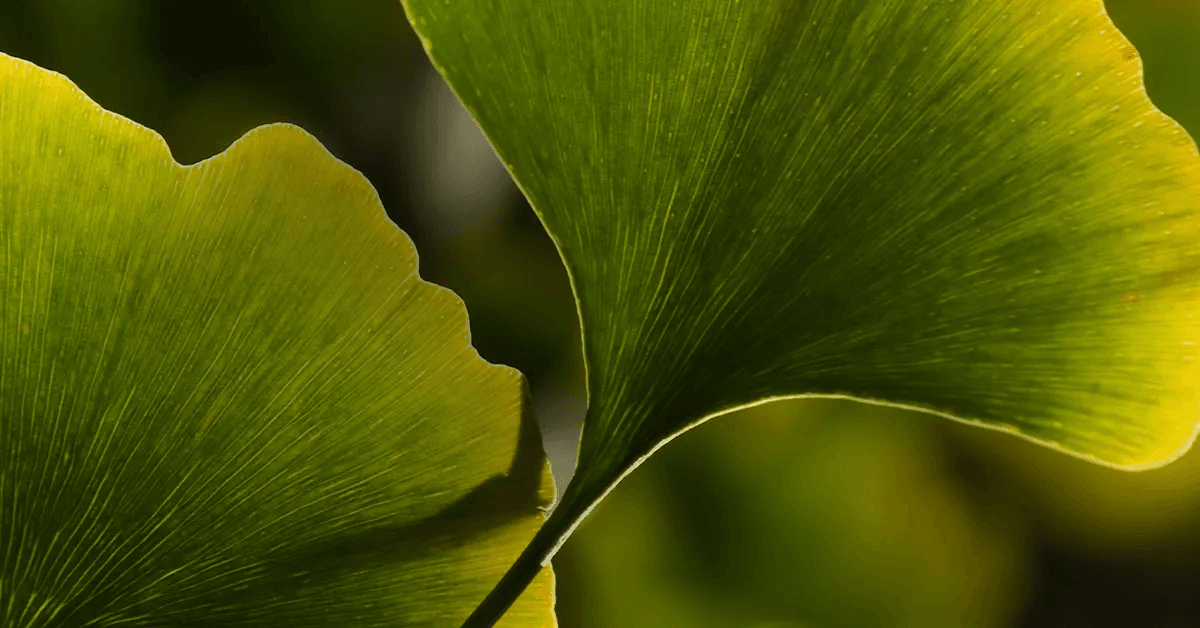 Close-up of two ginkgo biloba leaves with vibrant green coloration and fine vein details, illuminated by sunlight.
