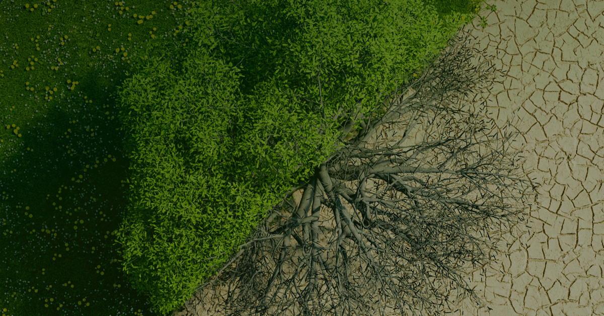 An aerial view of a tree in a dry field.