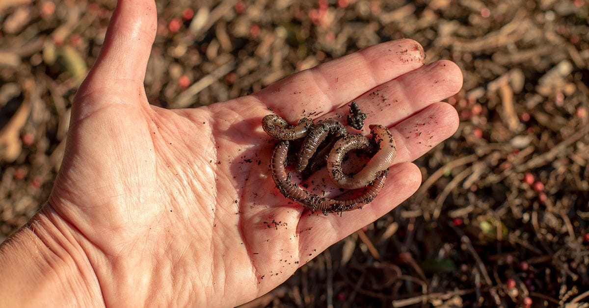 A hand holding a pile of soil with several earthworms intertwined.