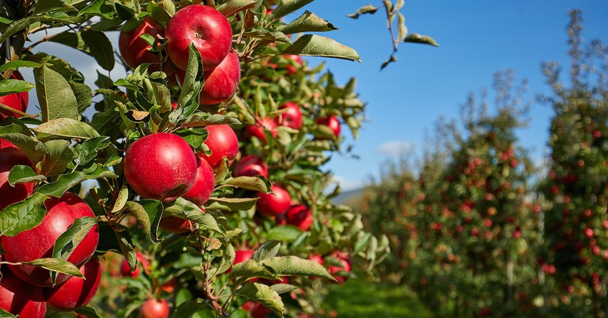 Apple orchard with numerous red apples hanging on tree branches, set against a clear blue sky.