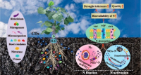 Carbon Dots Improve Nitrogen Bioavailability to Promote the Growth and Nutritional Quality of Soybeans under Drought Stress