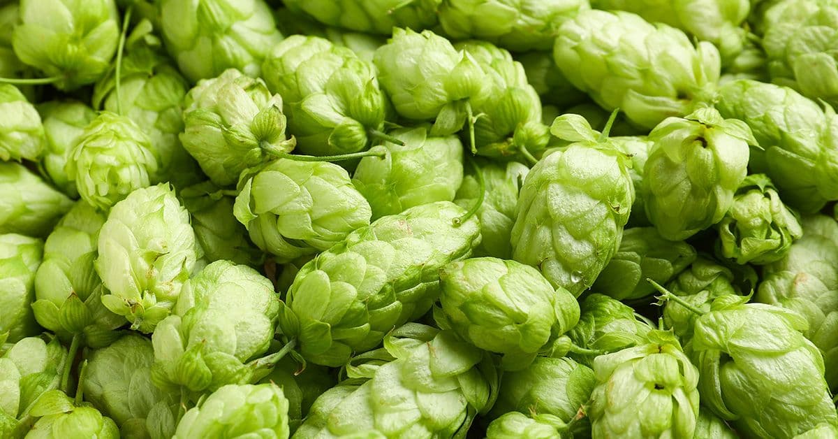 A pile of fresh, green beer hops.