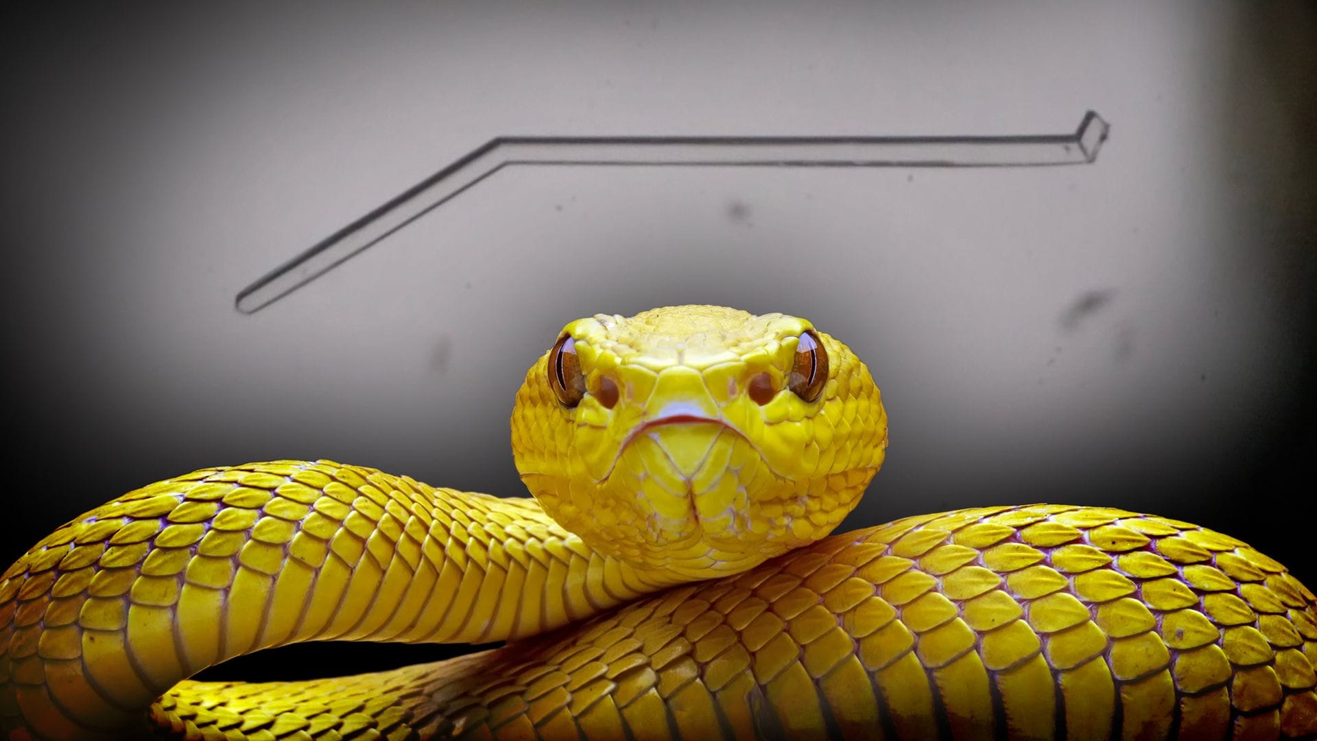 High-contrast image featuring a coiled yellow snake in sharp detail, its scales and head prominently displayed, and a faint outline of an elongated crystal shape in the background.