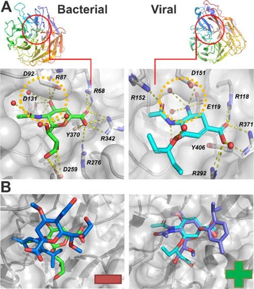 Binding modes within bacterial and viral neuraminidase.