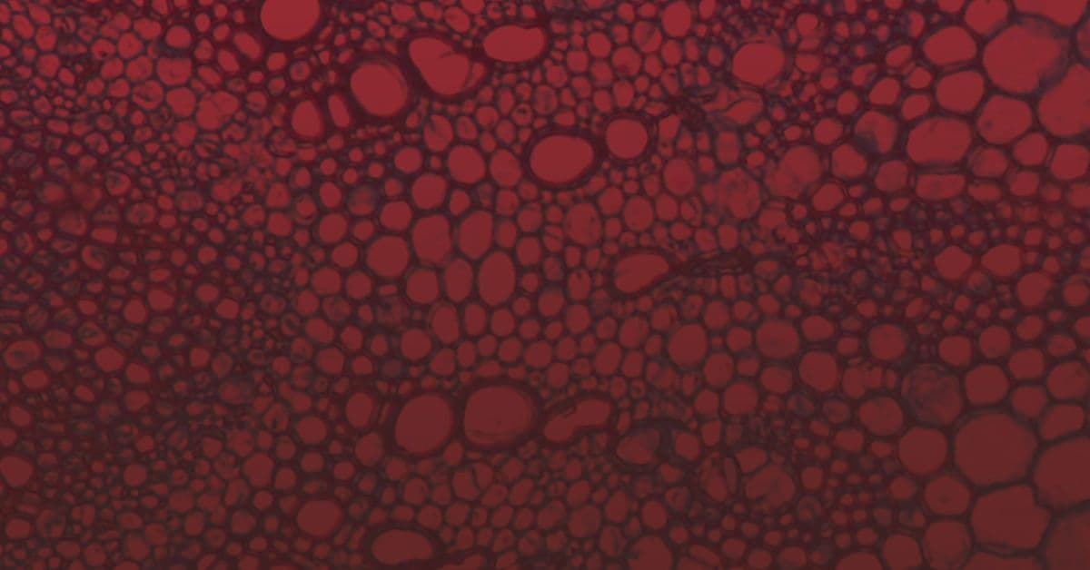 Close-up of red-tinted abstract pattern resembling bubbles or cells in varying sizes.