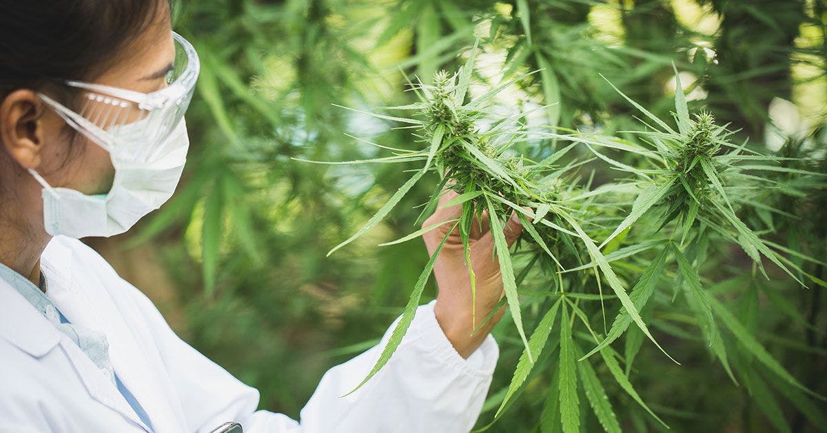 A woman in a lab coat is holding a cannabis plant.