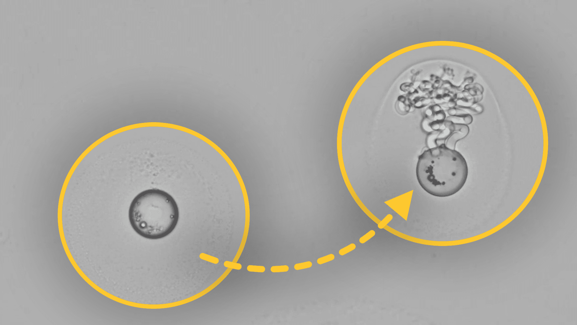 A microscopic view of two droplets, with a yellow dashed arrow pointing from a plain spherical droplet on the left to a droplet on the right releasing curly, tentacle-like structures.