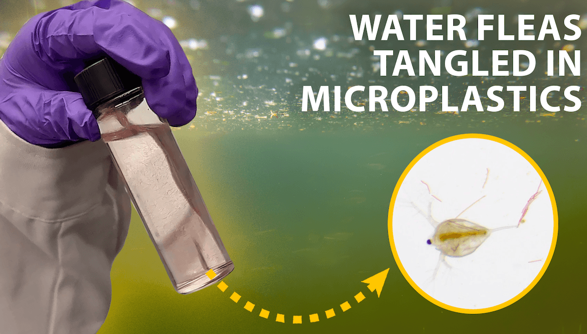 A gloved hand holds a clear vial with water fleas. Text reads: "Water fleas tangled in microplastics." An inset magnified image shows a water flea with visible microplastic particles around it.