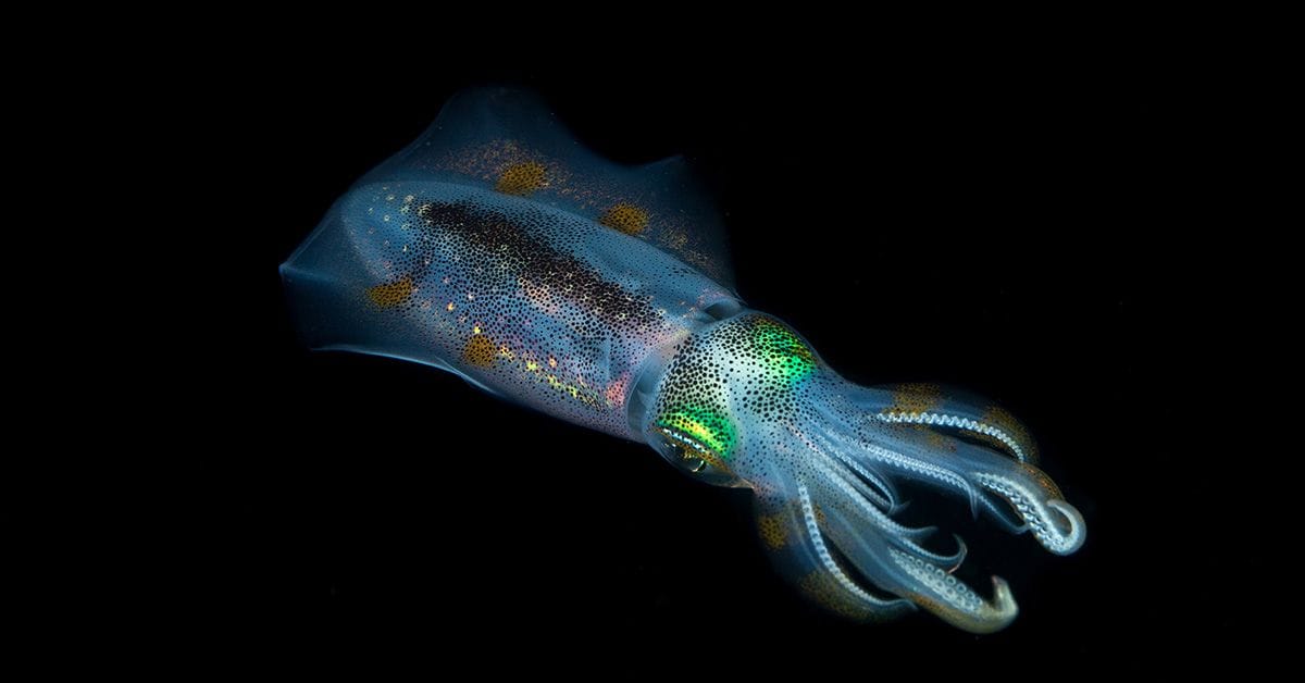 An underwater photograph of a Bigfin reef squid, Sepioteuthis lessoniana.