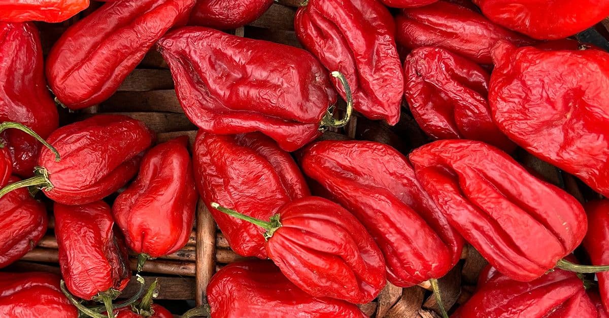 A bunch of red habanero peppers.