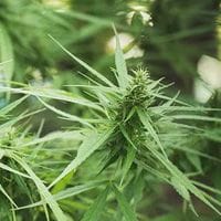 Close-up of a cannabis plant with pointed green leaves and a developing flower bud in the center.