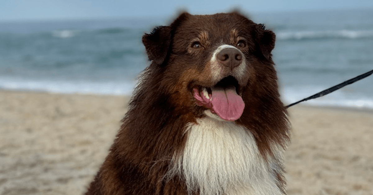 Red tri-color Australian Shepherd on a leash, tongue out and panting, sitting on a beach with ocean waves behind.