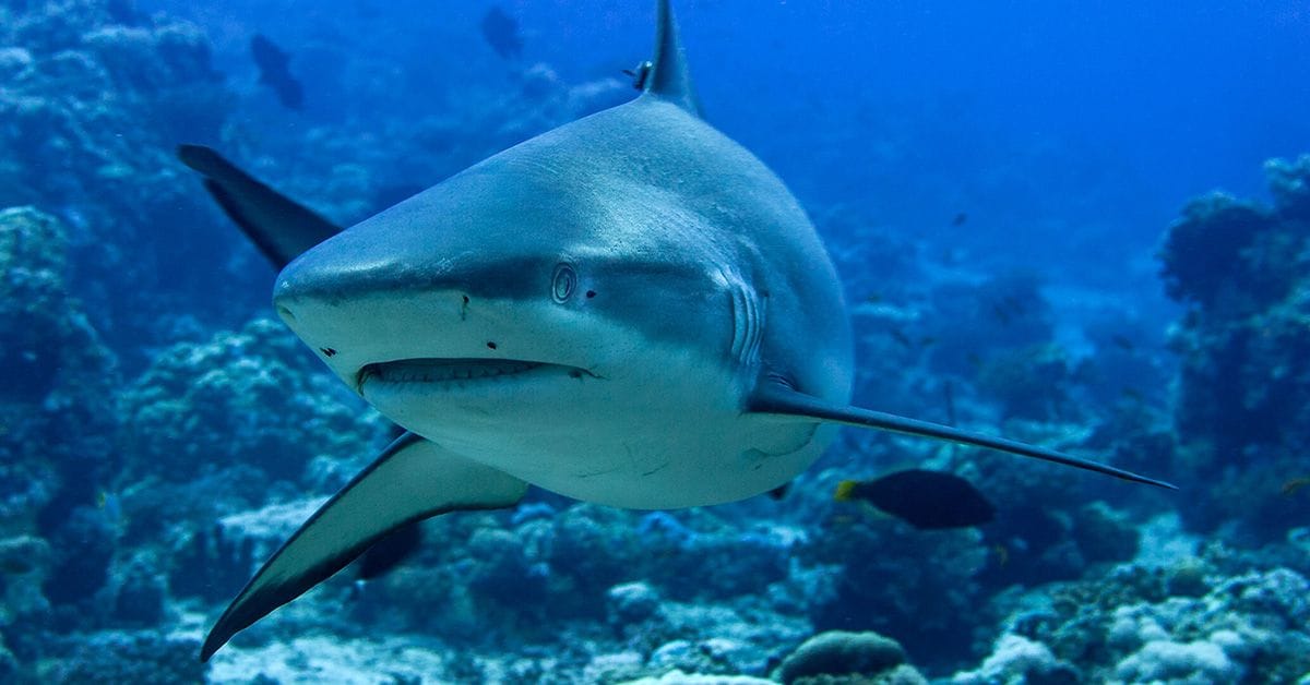 a photo of a grey shark swimming in a reef among other acquatic life