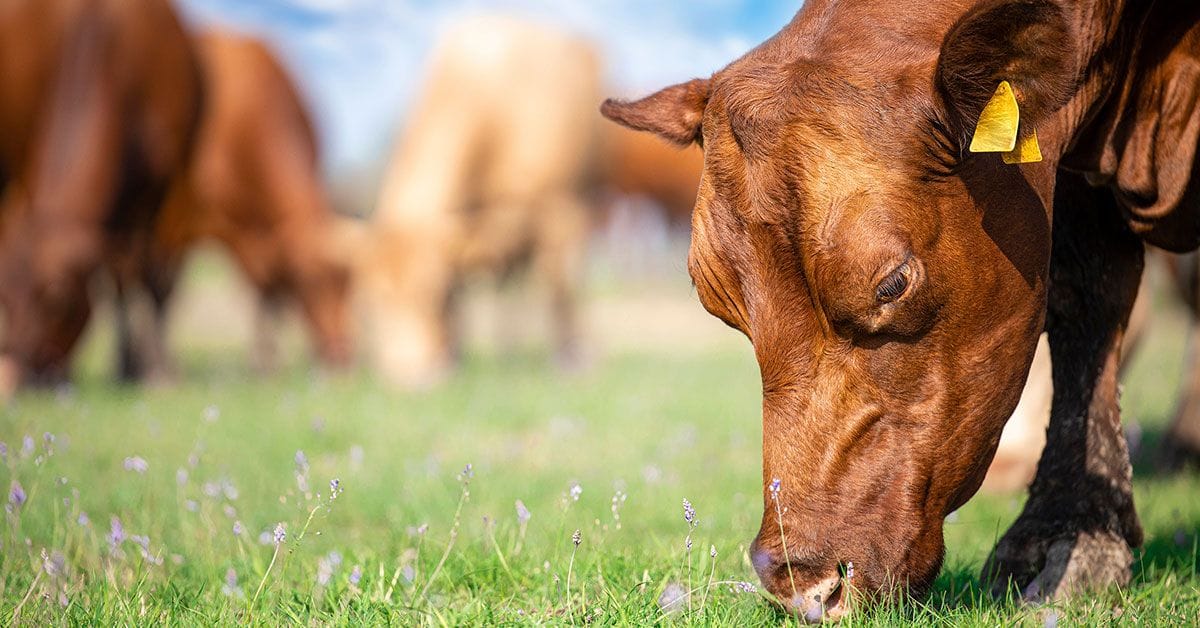 A group of cows grazing in a field.