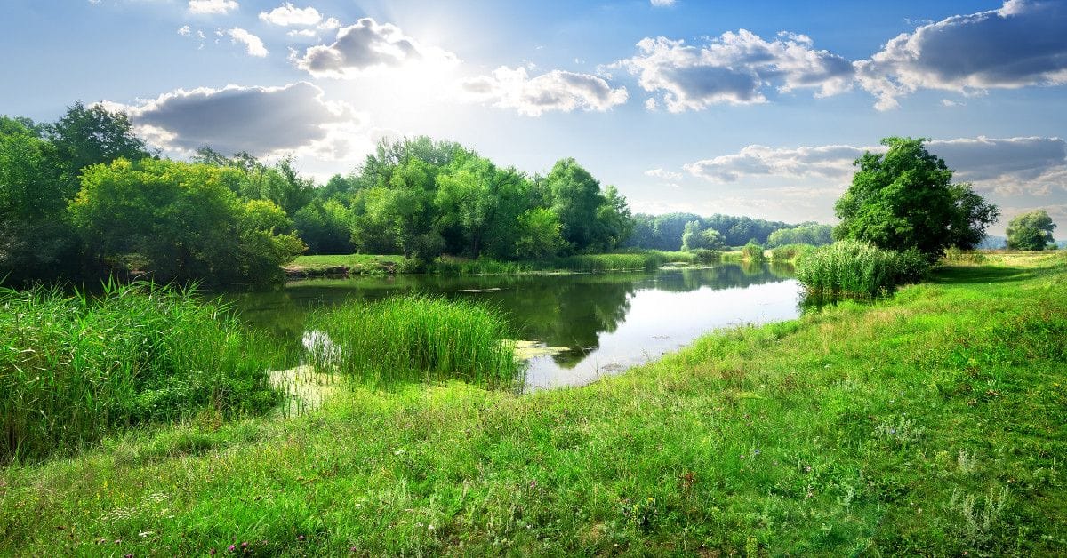 Peaceful freshwater wetland with reflective water, clusters of reeds, and tree-lined shores, illuminated by bright sunlight filtering through clouds.