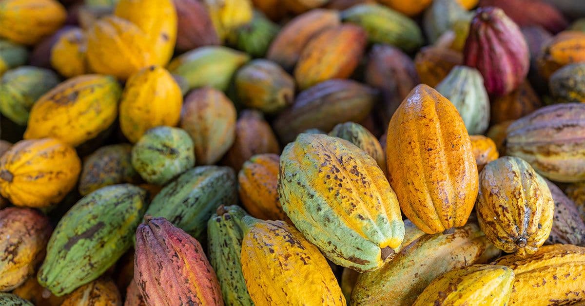 A close up of a pile of cocoa pods.