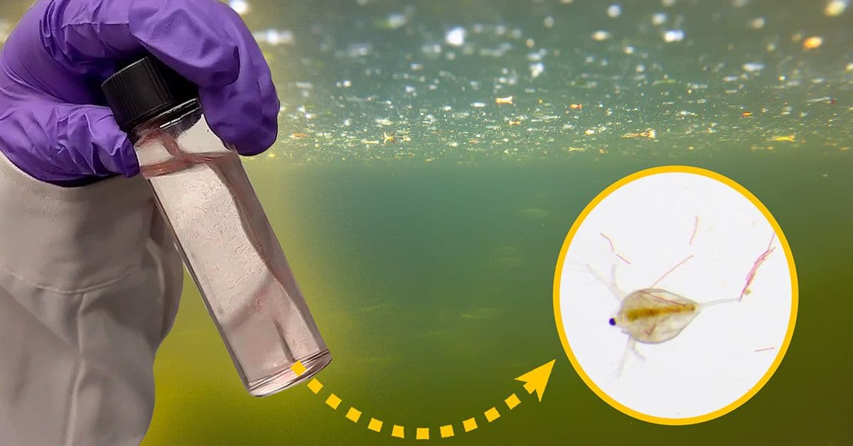 A hand in a purple glove holds a vial of water; a circular inset magnifies a small aquatic organism from the vial.