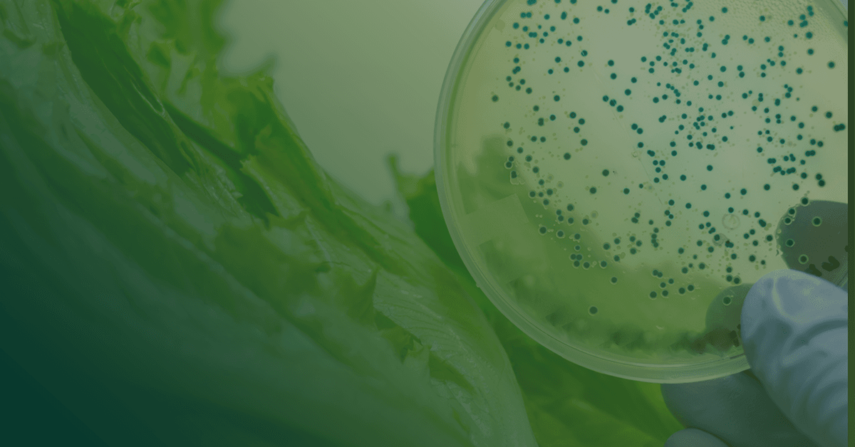 A gloved hand holding a petri dish