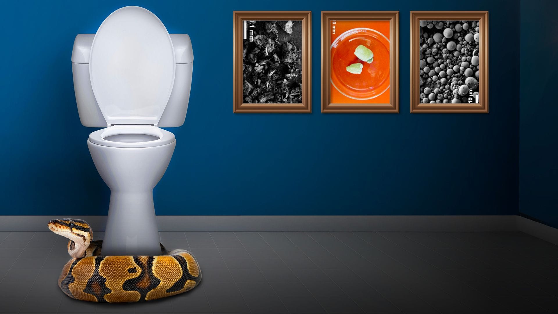 A white toilet in a blue-walled bathroom with a large yellow-and-brown snake coiled around its base; three framed scientific images hang on the wall above, including black-and-white textures and an orange dish with green pieces.