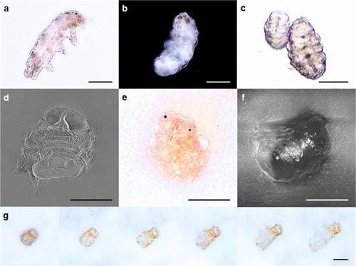 an image depicting Resilience testing of tardigrades, displaying their various states throughout the experiment.