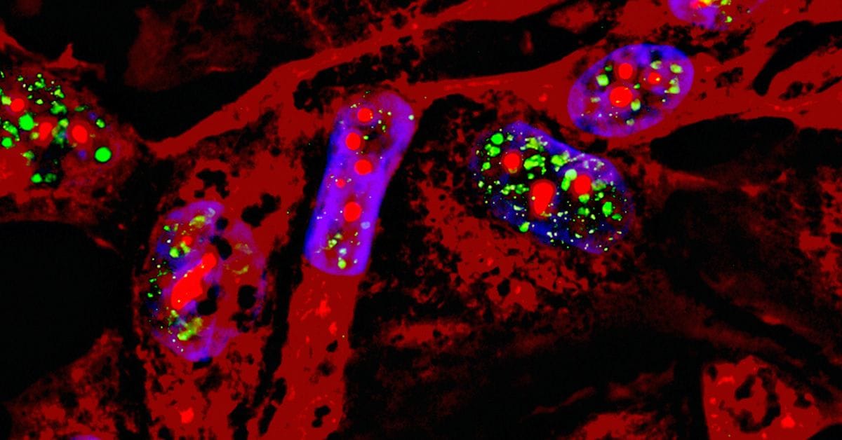Microscopic view of colored cells with red, blue, and green markings, revealing intricate cellular structures and nuclei.