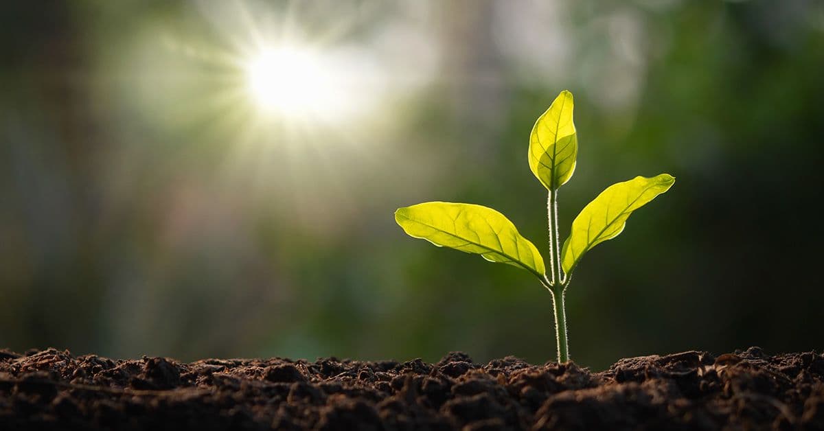 A small green plant is growing out of the dirt set against a blurred, lush background with the sun shining through.
