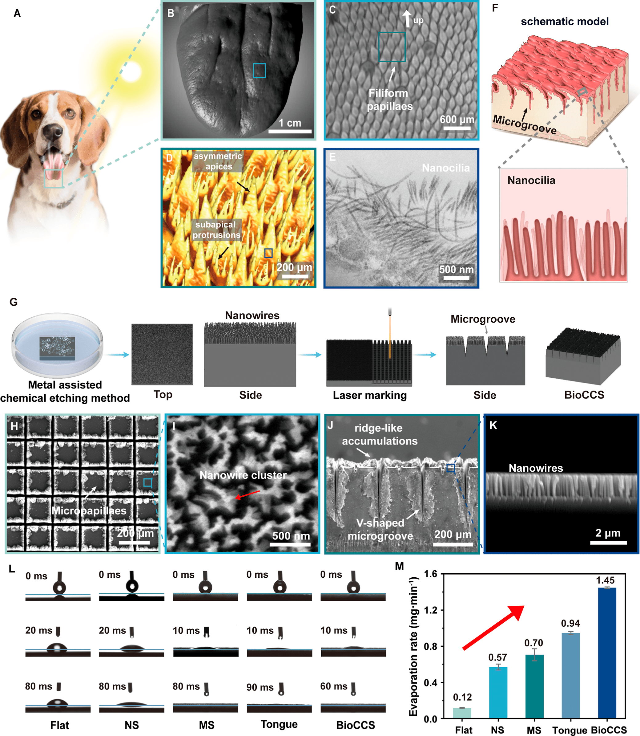Multiscale structural features of canine tongue and bioinspired design of BioCCS. Source: