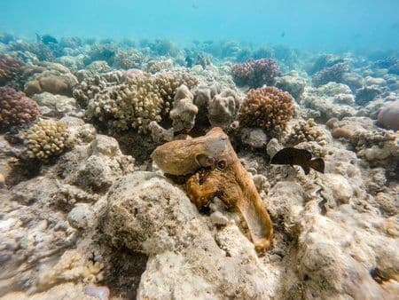 Octopuses have an amazing ability to blend with their environment. This octopus (Octopus cyanea) has the ability to change from blue to brown in a coral garden. It can also change the pattern and texture of its skin.