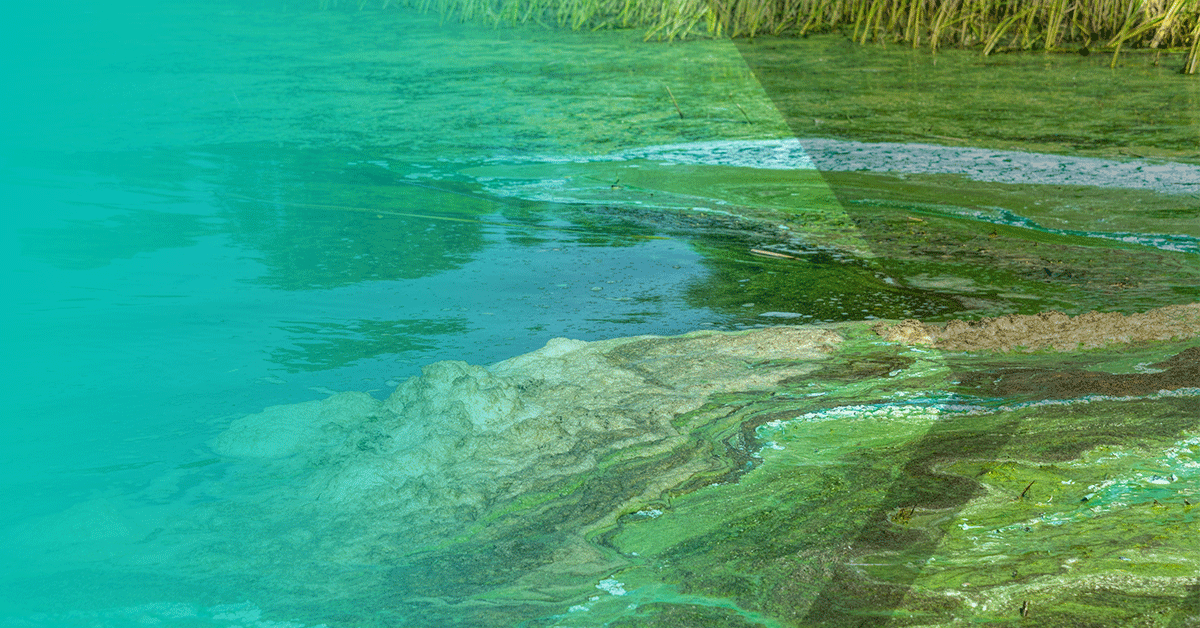 Harmful algal bloom across the top of a freshwater lake