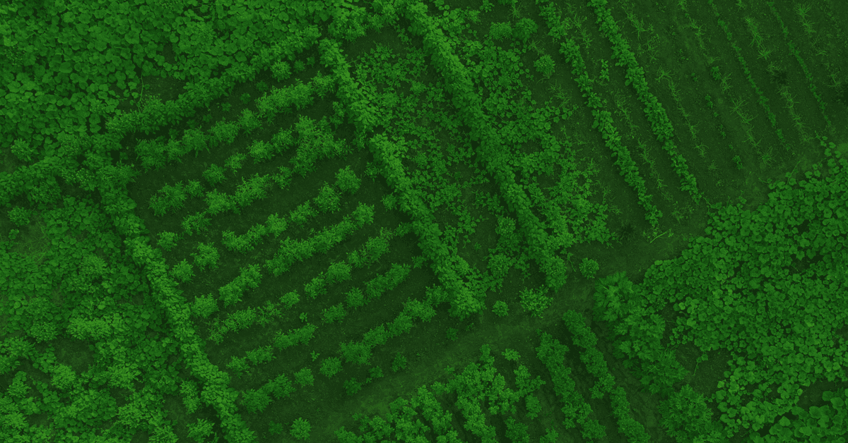 Aerial view of lush green farmland, featuring neatly arranged rows of crops and thick vegetation.