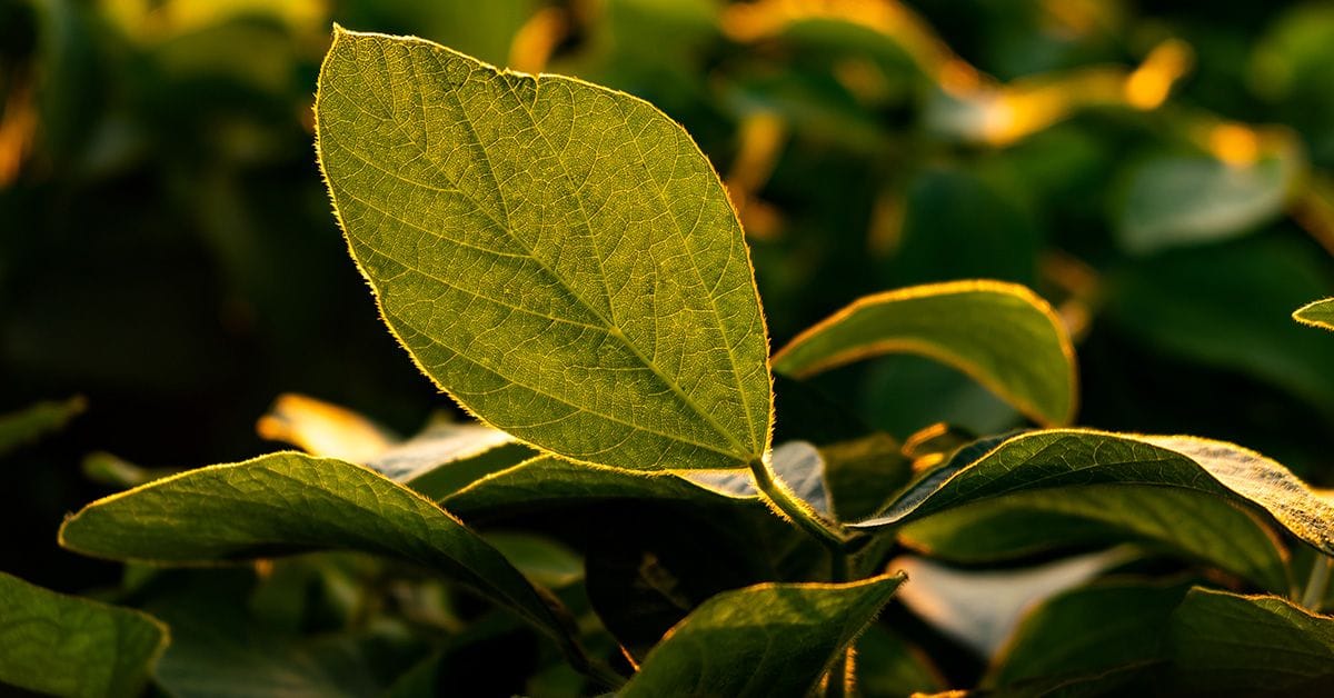 Growing soybean leaves against the sun. Green soybean plants.