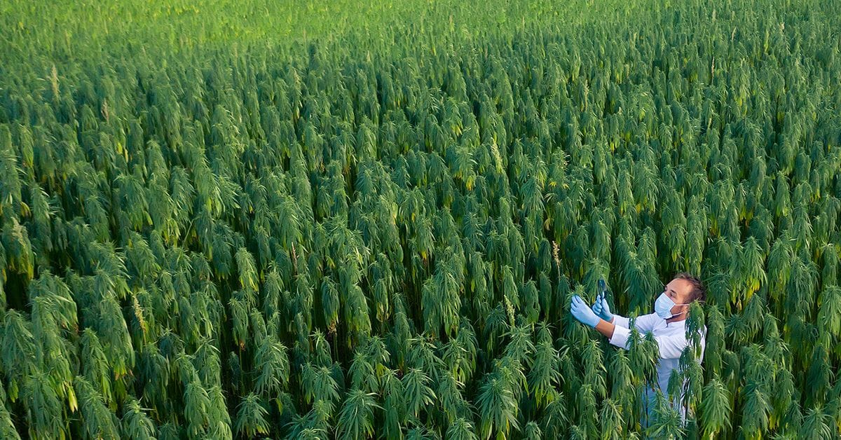 A person wearing a mask and gloves stands in a lush field of tall green plants, inspecting the foliage.