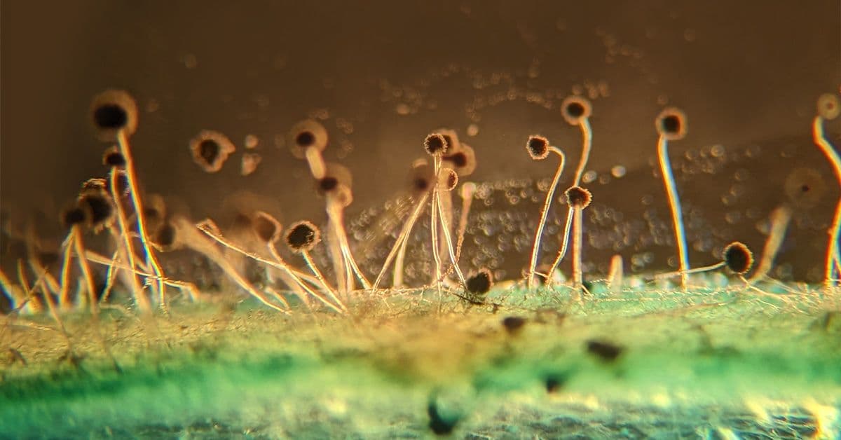 A close up of a plant with a lot of roots.
