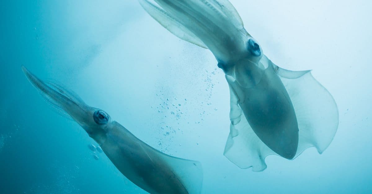 Two Bigfin Reef Squids swimming in the ocean.