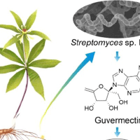 Novel Plant Growth Regulator Guvermectin from Plant Growth-Promoting Rhizobacteria Boosts Biomass and Grain Yield in Rice