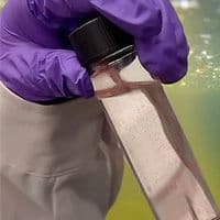 A person wearing purple gloves holds a clear vial containing a water flea.